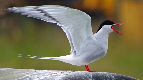 Image result for arctic tern