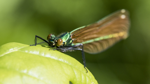 Beautiful Demoiselle female