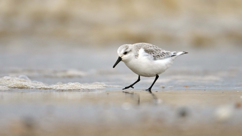 Sanderling