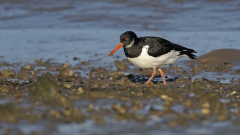 Oystercatcher