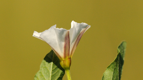 Field Bindweed