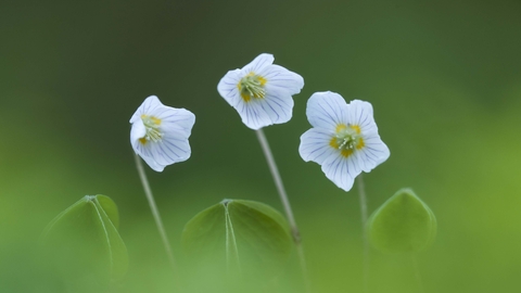 Wood-sorrel