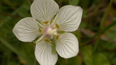 Grass-of-Parnassus