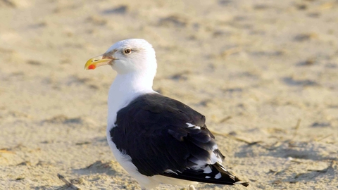 Great Black-backed Gull