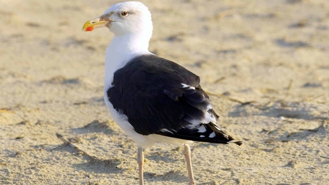 Great Black-backed Gull
