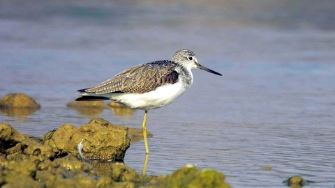 Greenshank