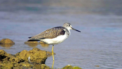 Greenshank
