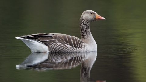 A greylag goose swimming, reflected in the water