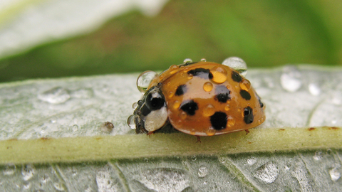 Harlequin Ladybird