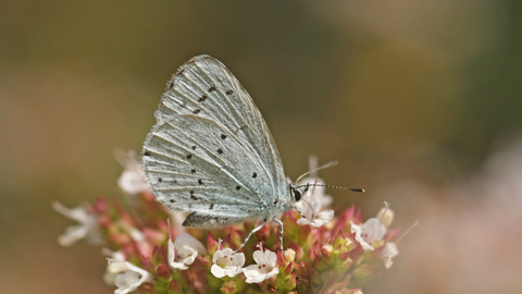 Holly Blue butterfly