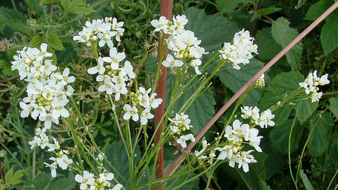 Horseradish