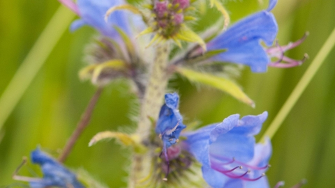 Viper's-bugloss
