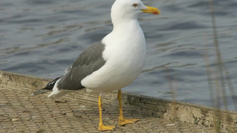 Lesser Black-backed Gull