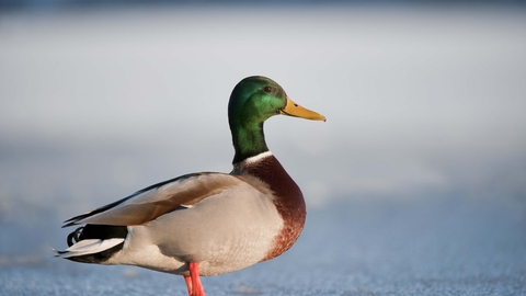 Mallard