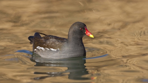 Moorhen