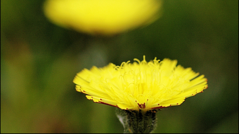 Mouse-ear Hawkweed