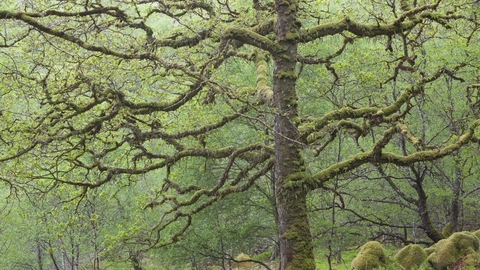 Sessile Oak