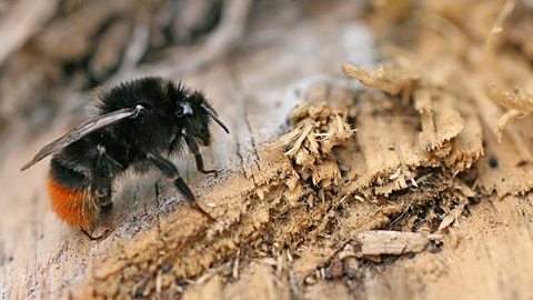 Red-tailed Bumblebee