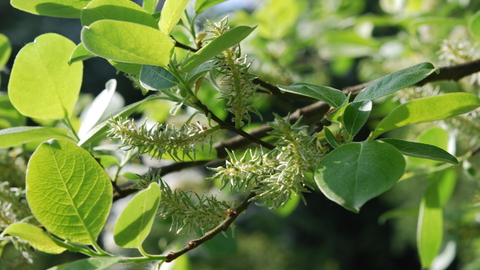 Goat Willow