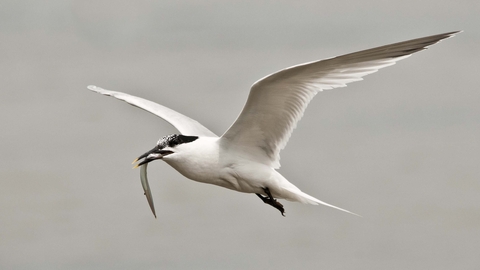 Sandwich Tern