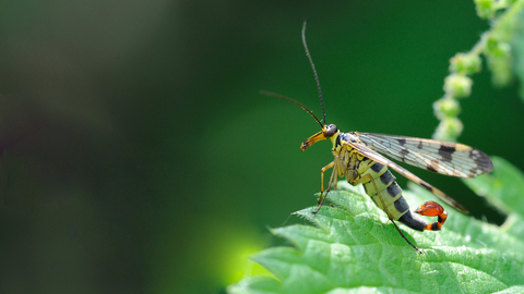 Scorpion fly | Cumbria Wildlife Trust