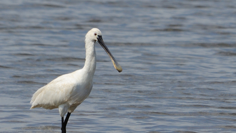 European Spoonbill