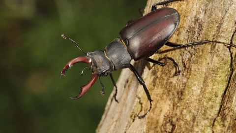 Stag Beetle