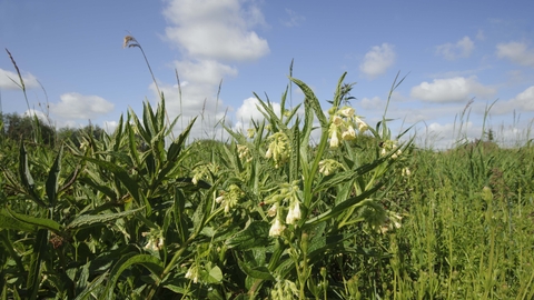 Common Comfrey