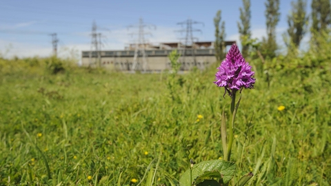 Pyramidal Orchid