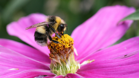 White-tailed Bumblebee