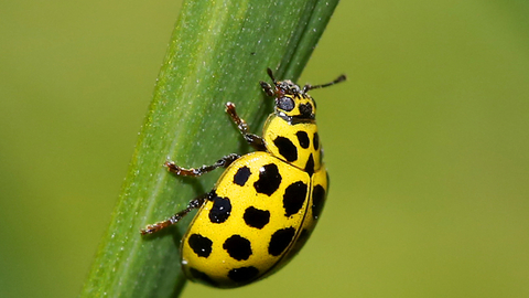 22-spot Ladybird