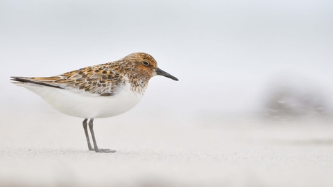 Sanderling