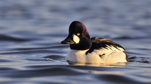 Goldeneye