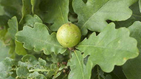 Oak Apple Gall 