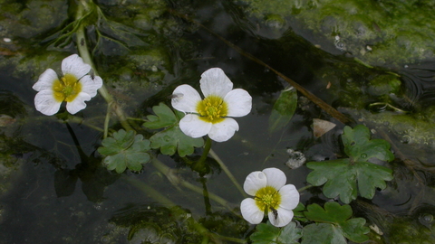 Common Water-crowfoot