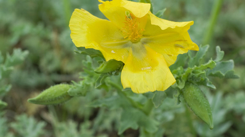 Yellow-horned Poppy