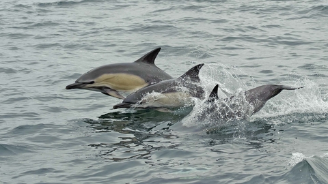 Common Dolphin