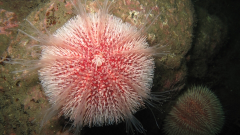 Edible sea urchin