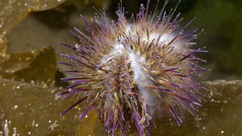 Green sea urchin