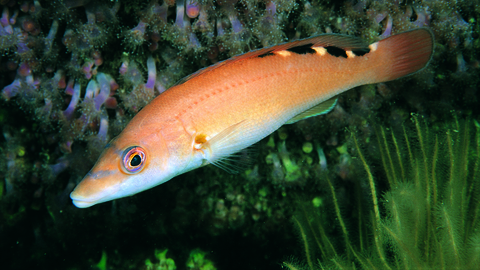 Female cuckoo wrasse