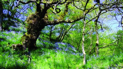 Argill woods nature reserve - bluebells in springtime