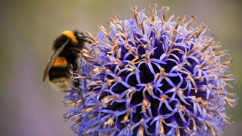 image of Buff tailed bumblebee on purple flower-c- jon hawkins