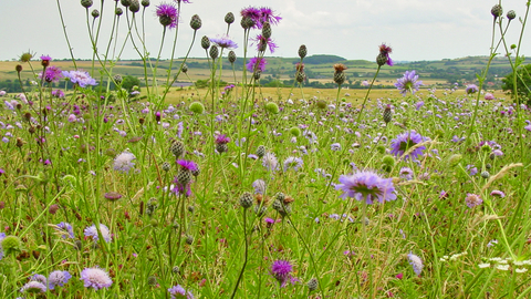 wild flowers in a Coronation Meadow  2005- copyright Barrie Wilkinson