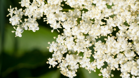 Elderflower (c) Alexandrumagurean