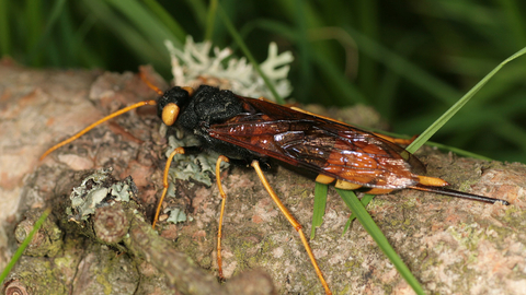 Giant horntail