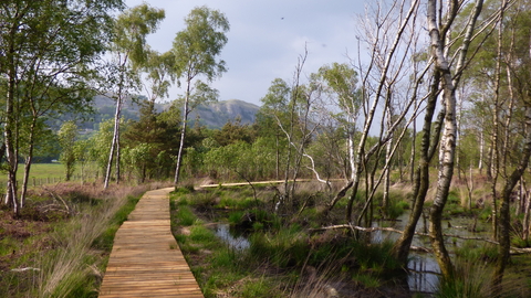 image of boardwalk path at Foulshaw moss