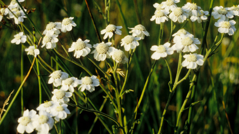 Burnsbeck Sneezewort