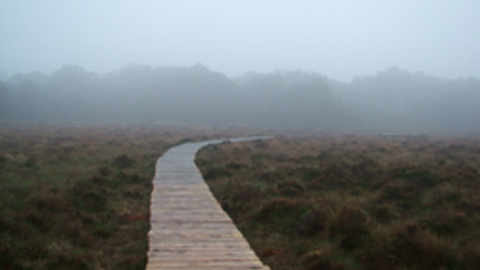 Meathop Moss