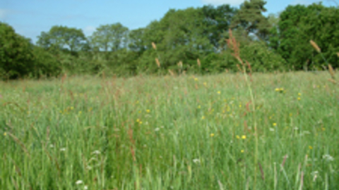 Quarry Banks
