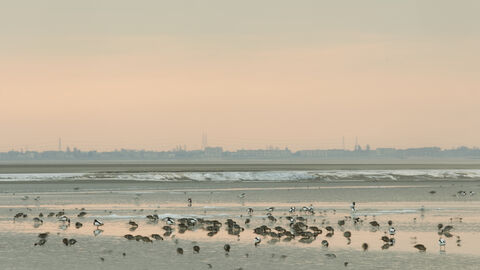Image of ducks and waders feeding on mudflats in Morecambe Bay. Copyright Peter Cairns/Northshots/2020VISION